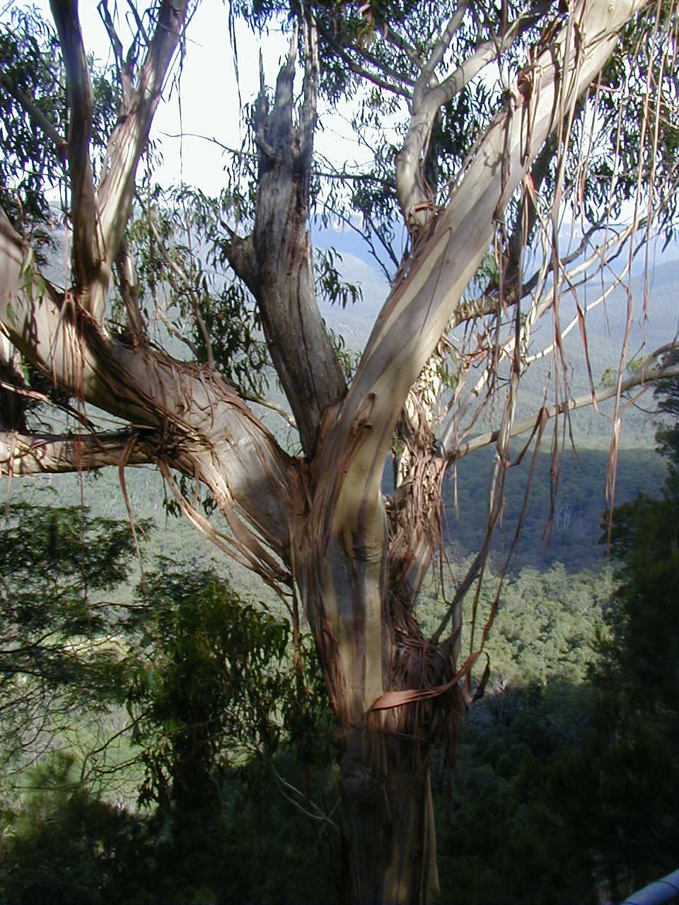paperbark tree